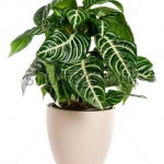 picture of a green house plant in a pot